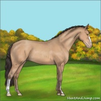 Horse Color:Amber Champagne 
