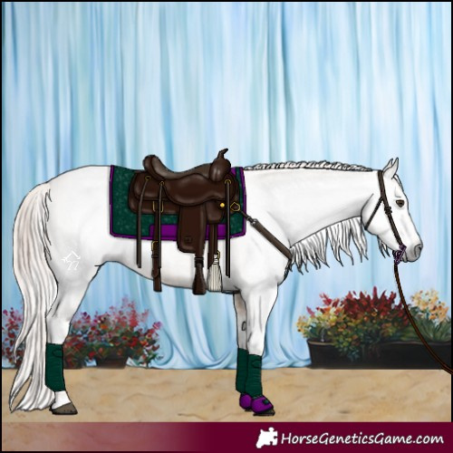 Horse Color:Gray Red Dun Varnish  and Gray Red Dun Splash Varnish 