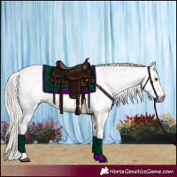 Horse Color:Gray Red Dun Varnish and Gray Red Dun Splash Varnish