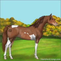 Horse Color:Chestnut Tobiano Appaloosa Rabicano
