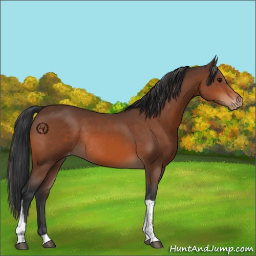 Horse Color:Bay Tobiano Varnish Rabicano