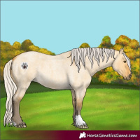 Horse Color:Silver Buckskin Roan Dun