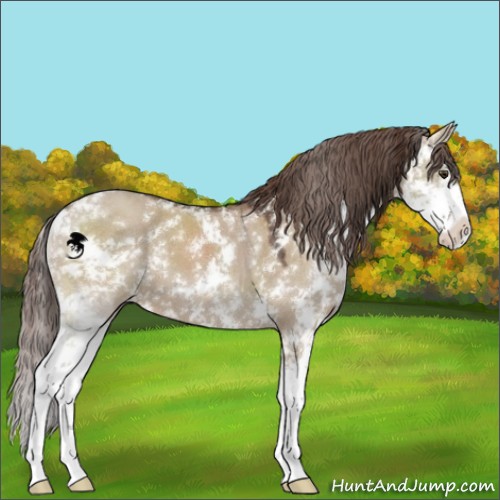Horse Color:Liver Red Dun Sabino 