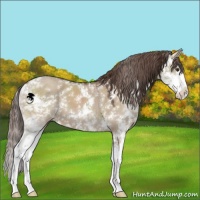 Horse Color:Liver Red Dun Sabino 