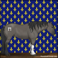 Horse Color:Grullo 