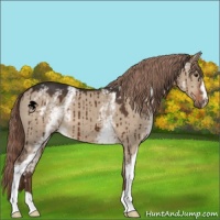Horse Color:White Spotted Liver Red Dun Brindle 