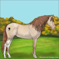 Horse Color:Gold Champagne Dun Sabino 