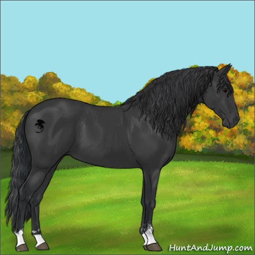 Horse Color:Black Sabino 