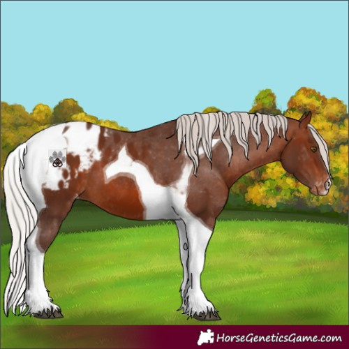 Horse Color:Silver Brown Tobiano Blanket 