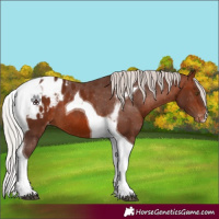 Horse Color:Silver Brown Tobiano Blanket 