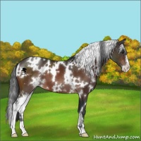 Horse Color:White Spotted Brown Sabino 