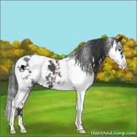 Horse Color:Black Sabino 