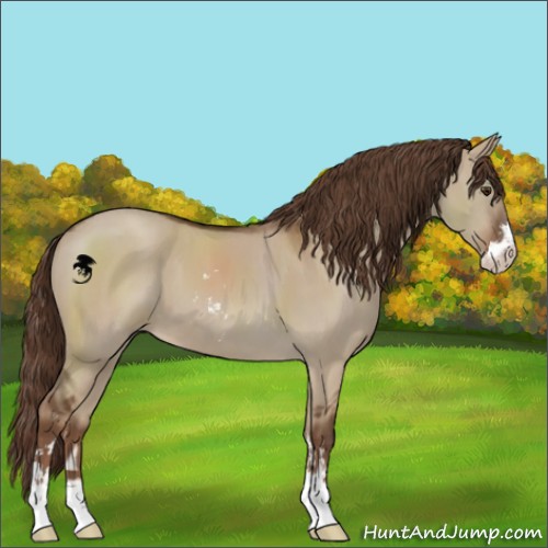 Horse Color:Liver Red Dun Sabino 