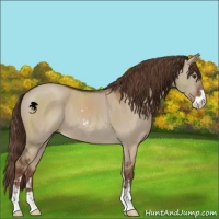 Horse Color:Liver Red Dun Sabino 