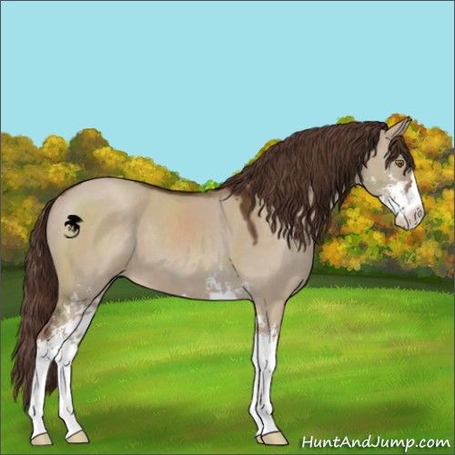 Horse Color:Liver Red Dun Sabino 