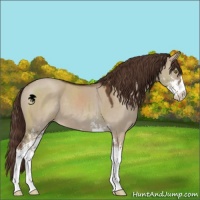 Horse Color:Liver Red Dun Sabino 