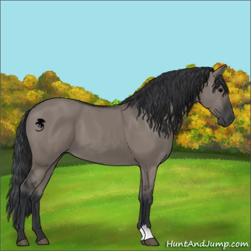 Horse Color:Grullo 