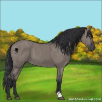 Horse Color:Grullo 
