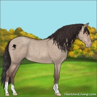Horse Color:Sable Champagne Dun 