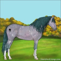 Horse Color:Watercolor Brown Dun 