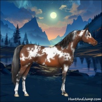 Horse Color:White Spotted Bay 