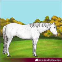 Horse Color:Bay Sabino Appaloosa 