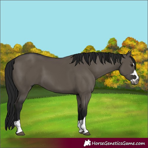 Horse Color:Gray Grullo 