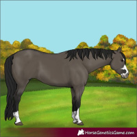 Horse Color:Gray Grullo 