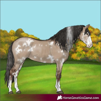 Horse Color:White Spotted Liver Red Dun Sabino 