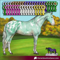 Horse Color:Watercolor White Spotted Chocolate Palomino Sabino Appaloosa Rabicano