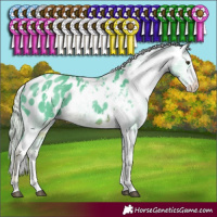 Horse Color:Watercolor White Spotted Chocolate Palomino Sabino Appaloosa Rabicano 