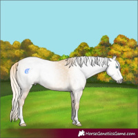 Horse Color:Gray Palomino Pearl Dun 