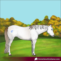 Horse Color:Gray White Spotted Buckskin Pearl Dun Splash 