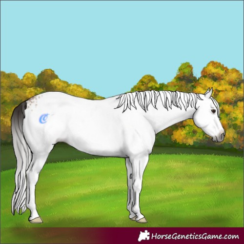 Horse Color:Gray White Spotted Bay Dun Splash Rabicano 
