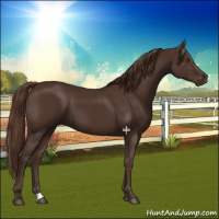 Horse Color:Liver Chestnut 