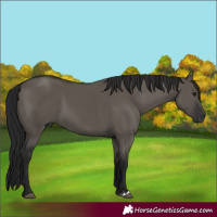 Horse Color:Gray Grullo 