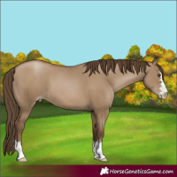 Horse Color:Gray Grullo Pearl 