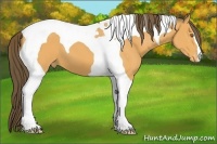 Horse Color:Buckskin Tobiano Appaloosa 