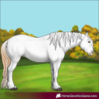 Horse Color:Red Roan Appaloosa 