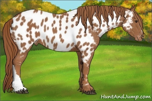 Horse Color:Chestnut Near Leopard 