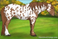Horse Color:Chestnut Near Leopard 