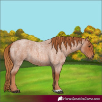 Horse Color:Red Roan