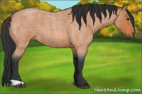 Horse Color:Bay Roan 