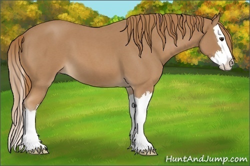Horse Color:Red Roan Splash 