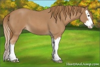 Horse Color:Red Roan Splash 