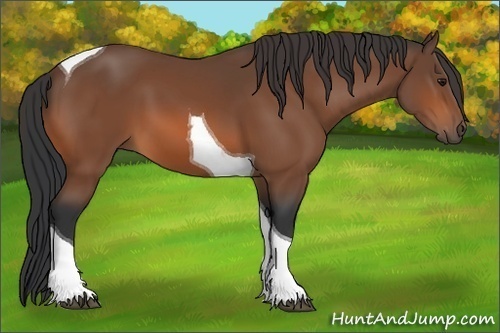 Horse Color:Bay Tobiano 