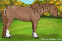 Horse Color:Red Roan Tobiano 