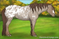 Horse Color:Classic Champagne Roan Appaloosa Rabicano 