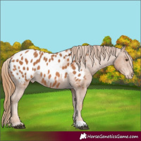 Horse Color:Chestnut Appaloosa 