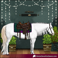 Horse Color:Red Dun Appaloosa  and Gold Champagne Dun Appaloosa 